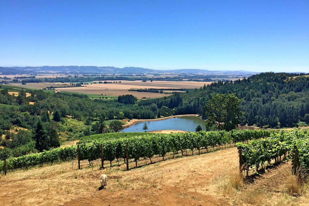 Biodynamic® Momtazi Vineyard, located in the McMinnville AVA of the Willamette Valley