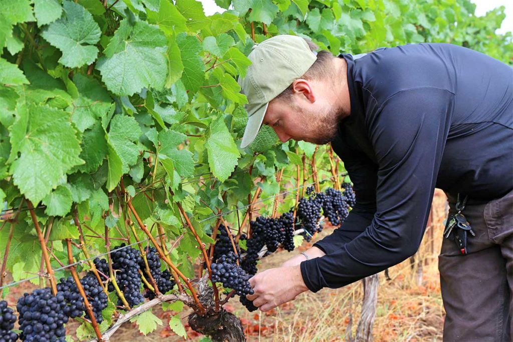 Why wine? Alex Fullerton tasting fruit ahead of harvest, working to achieve the pinnacle